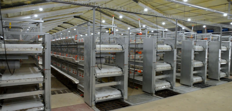 華全官網丨保供電，守安全！華全1000千瓦發電機組助力養殖企業高質量發展